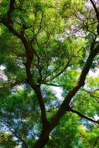 Low angle view of trees