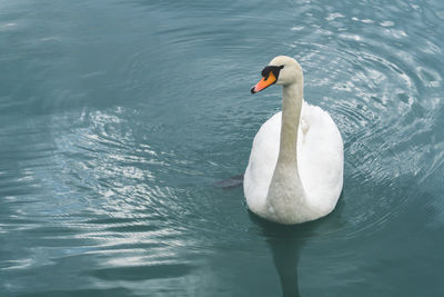 Swan swimming in lake