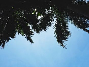 Low angle view of palm tree against sky