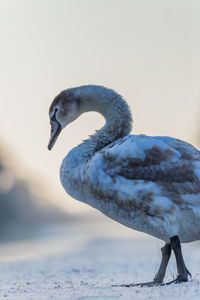 Close-up of goose on snow