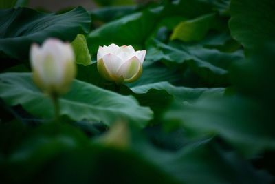 Close-up of white rose blooming outdoors