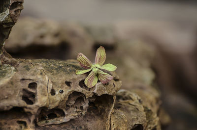 Close-up of flower on rock