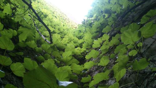 Low angle view of trees