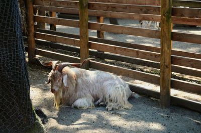 View of a horse in pen