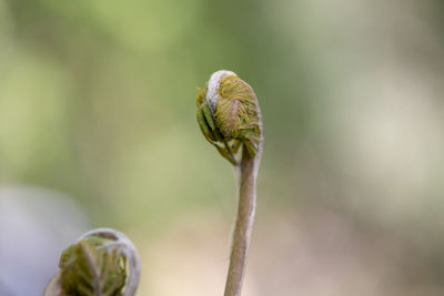 Close-up of flower bud