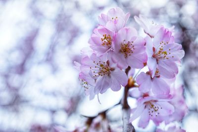 Close-up of pink cherry blossoms