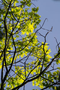 Low angle view of tree against sky