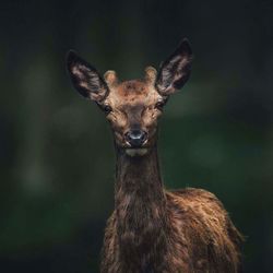 Portrait of giraffe