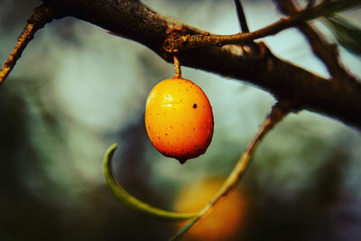 Close-up of orange on tree