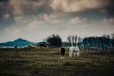 Horses grazing in a field