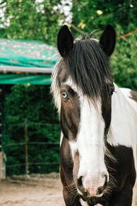 Close-up portrait of a horse