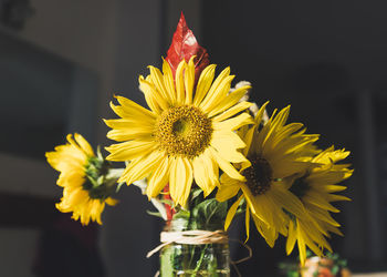 Close-up of yellow flowering plant in vase