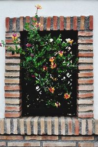 Close-up of plants against brick wall