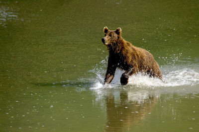 Grizzly bear running in lake