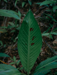 High angle view of plant growing on field