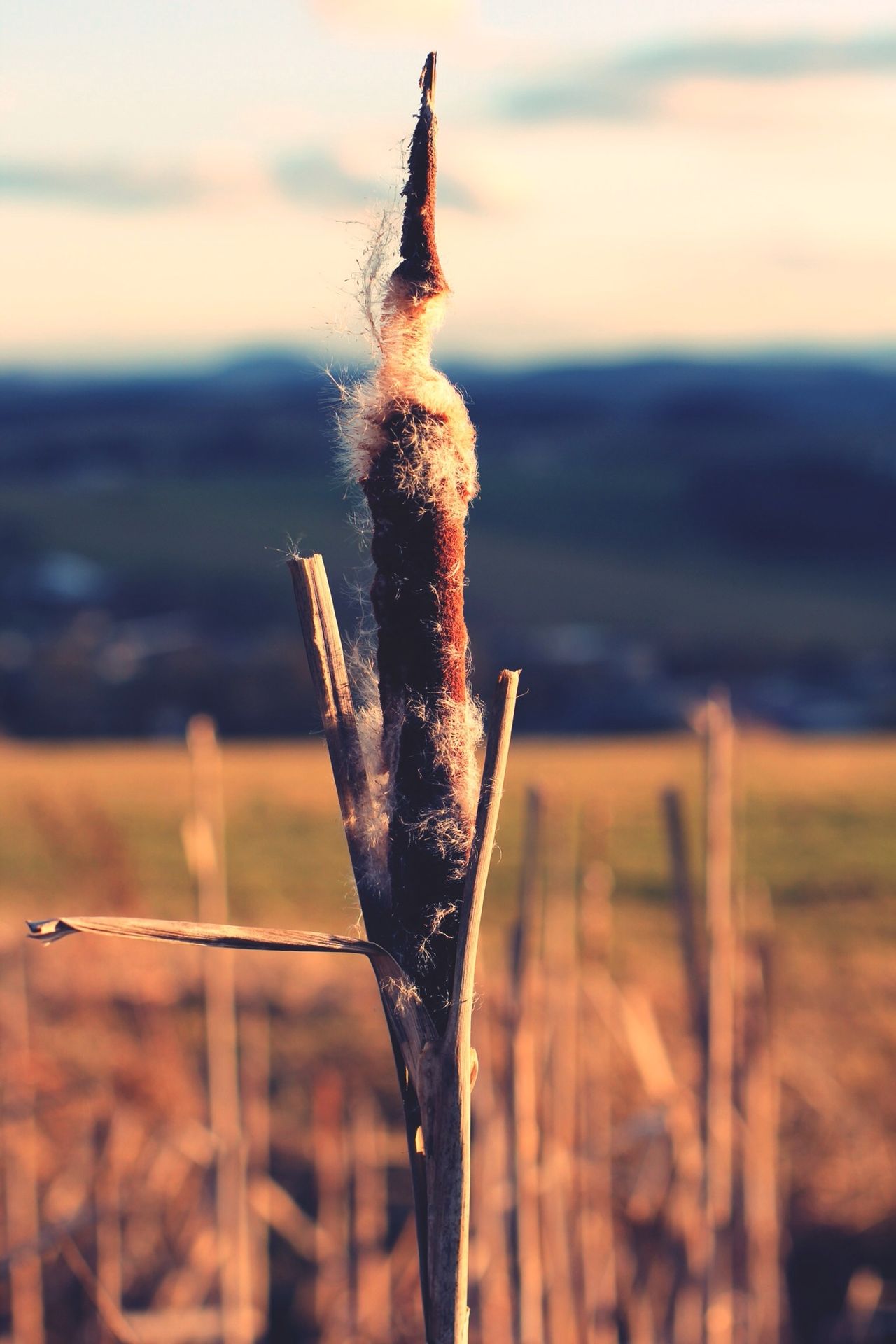 Cattail