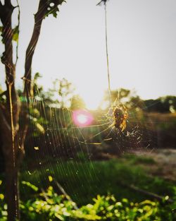 Close-up of spider on web against trees