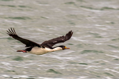 Bird flying over lake