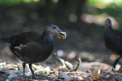 Close-up of bird perching outdoors