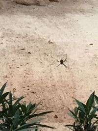 Close-up of insect on plant