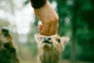 Cropped hand of woman feeding fawn