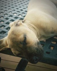 Close-up of dog resting