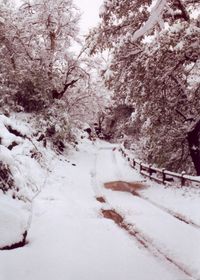 Snow covered road along trees