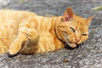 Close-up of a cat lying