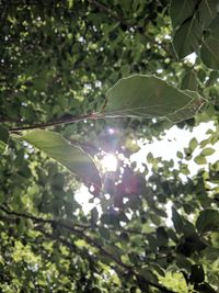 Low angle view of leaves on tree