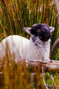 Sheep on field