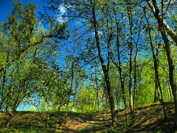 Trees in forest