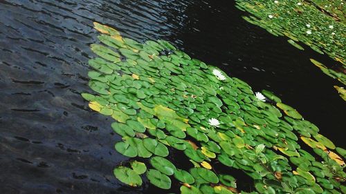 Leaves on plant