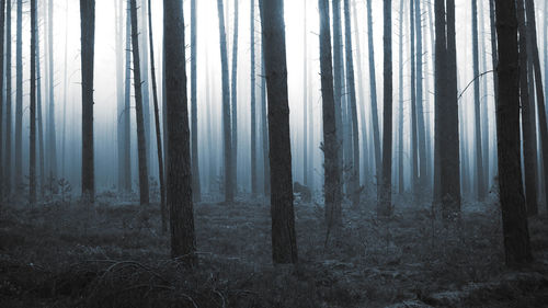 Pine trees in forest