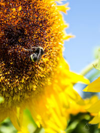 Honey bee pollinating on sunflower