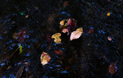 High angle view of leaves floating on water