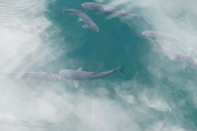 Fish swimming in sea