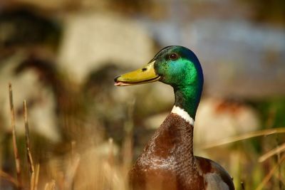 Close-up side view of a duck