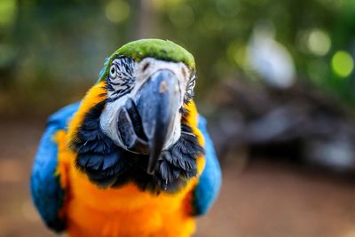 Close-up of a parrot