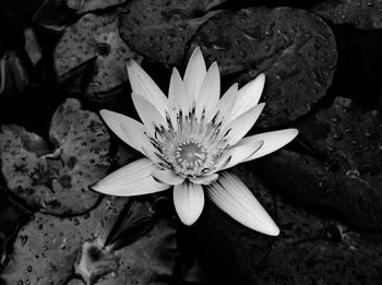 High angle view of water lily in pond