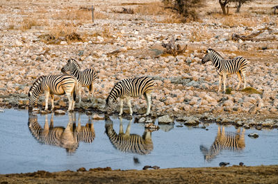 Close up of two zebras