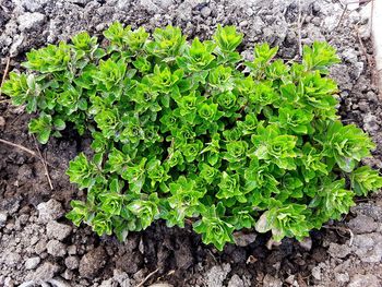 High angle view of plants growing on field