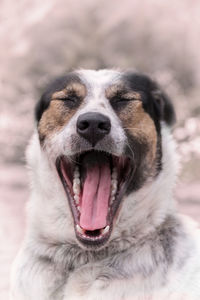 Close-up of dog yawning 