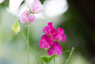 Close-up of pink flowering plant