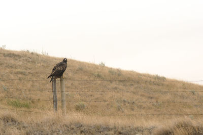 Bird on a field