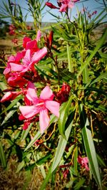 Close-up of red flowers