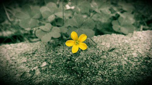 Close-up of yellow flower