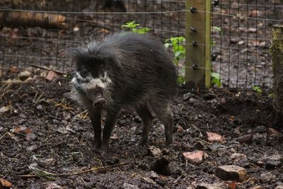 Warty hog in a field