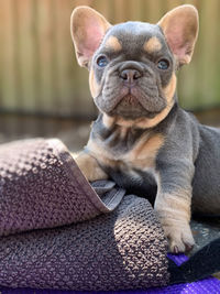 French bulldog puppy lilac and tan