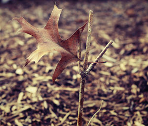 High angle view of leaf stuck on dead plant