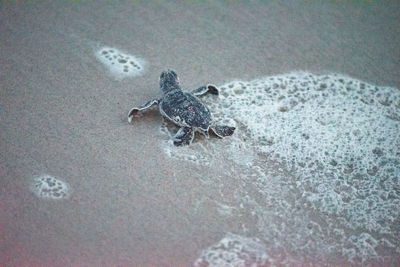 High angle view of frog on sand